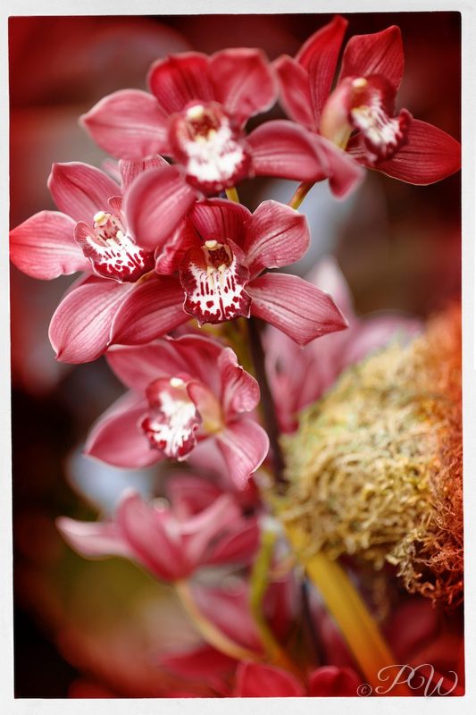 Deep red orchids, close-up