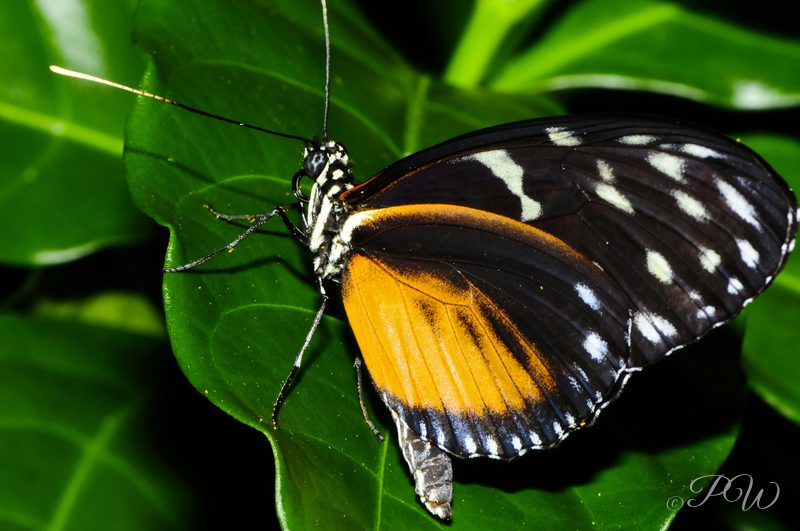 Clipper butterfly (Parthenos sylvia)