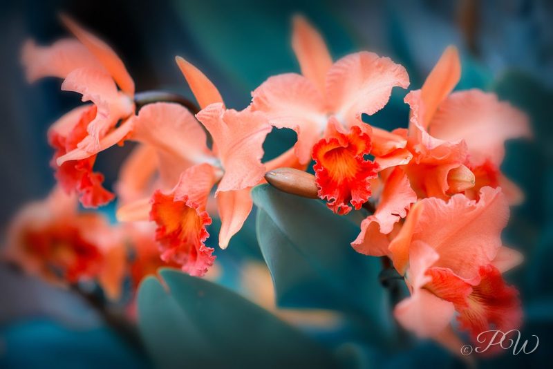 Coral-orange orchids against teal, close-up