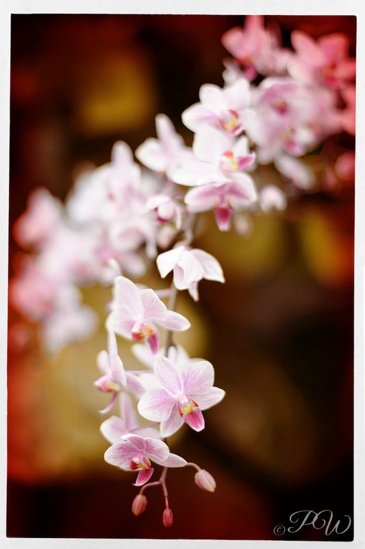 Pale pink orchids on a spike, close-up