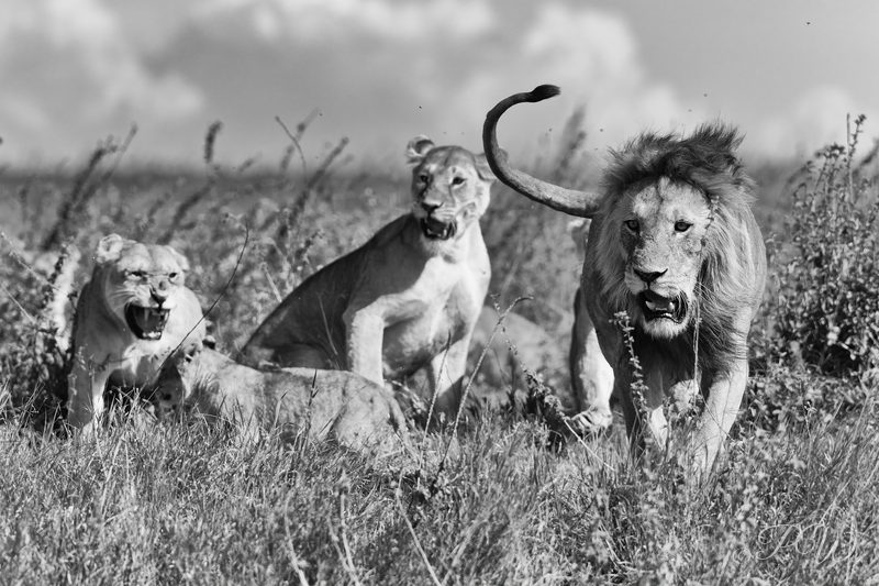 A male lion and lionesses in tall grass, black and white